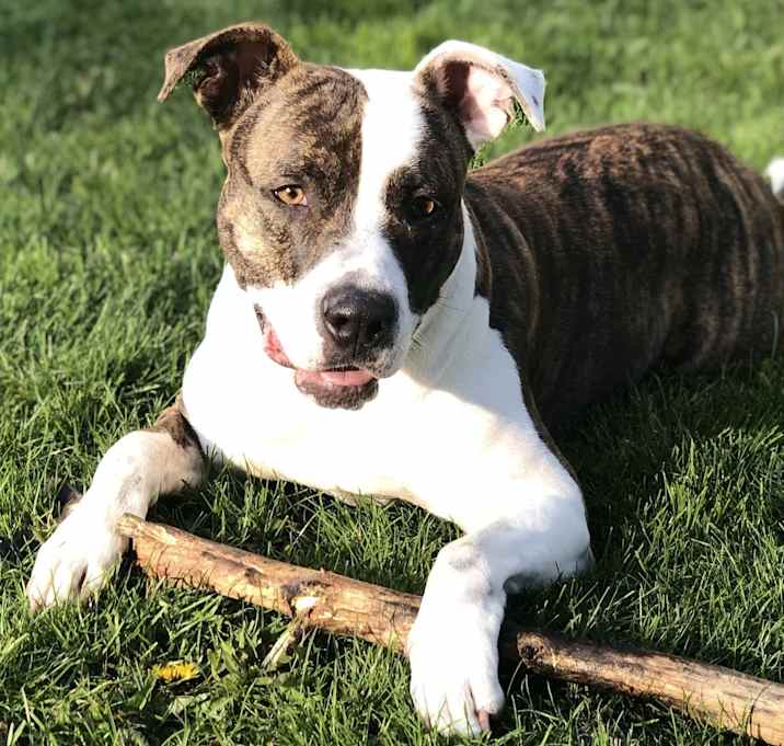 Photo of Merry