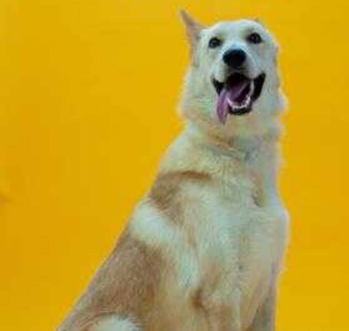 Photo of GOBI