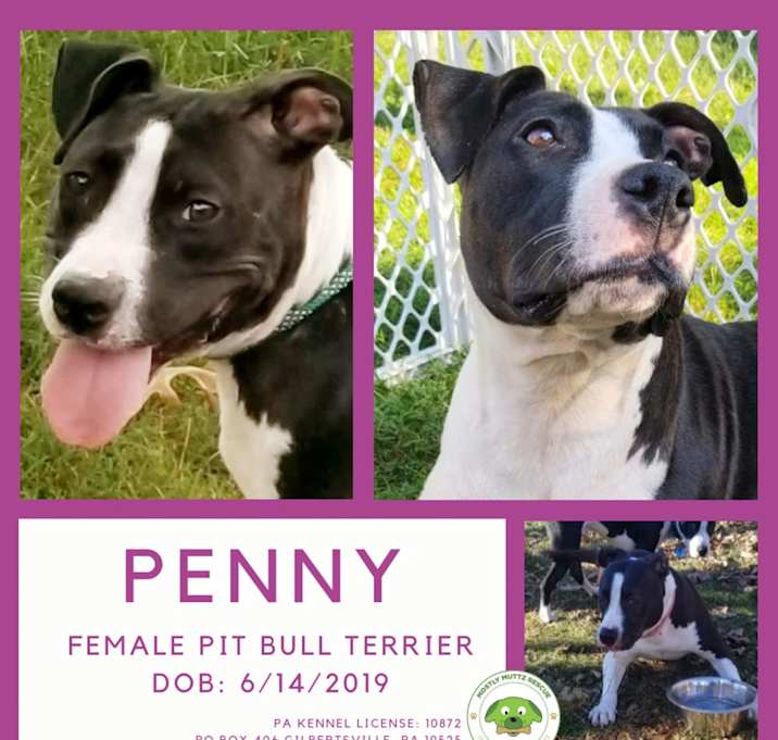 Photo of Penny