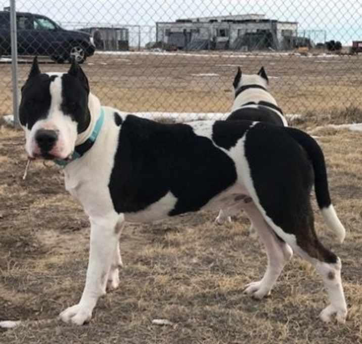 Photo of Max and Chyna