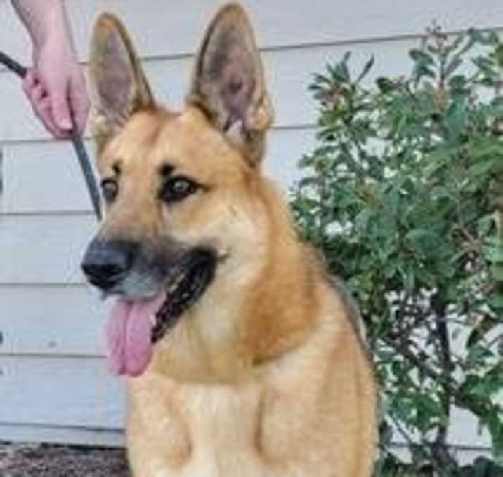 Photo of Max D6732 (Milo)