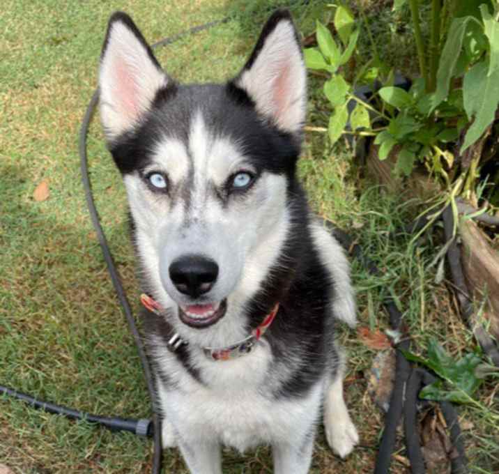 Photo of Evelyn the Husky