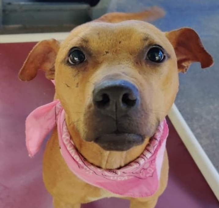 Photo of Kahlua