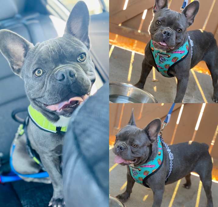Photo of Blue
