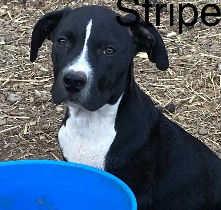 Photo of Stripe