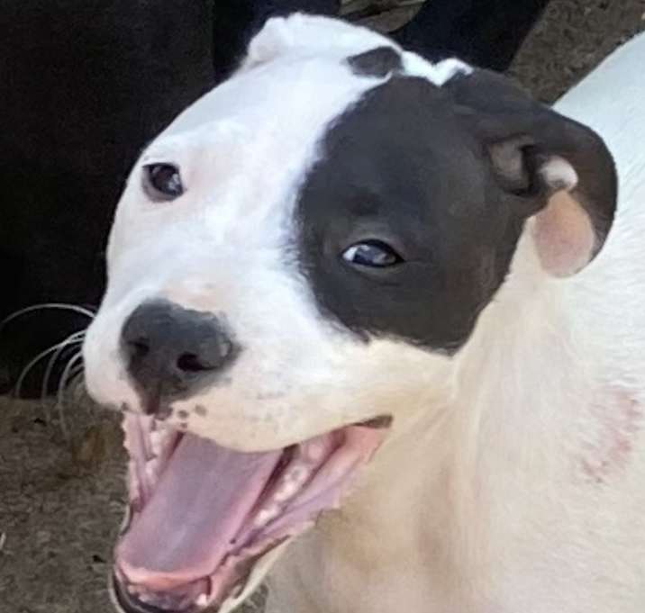 Photo of Patch