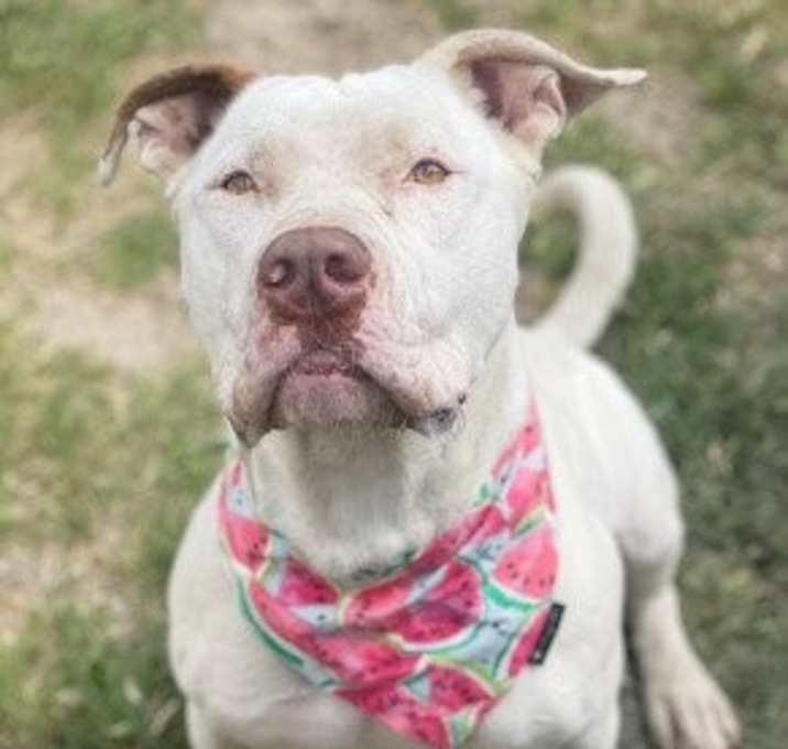 Photo of Guero / Sweet Pea