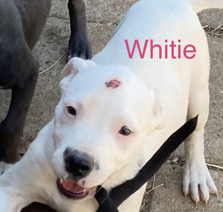 Photo of White