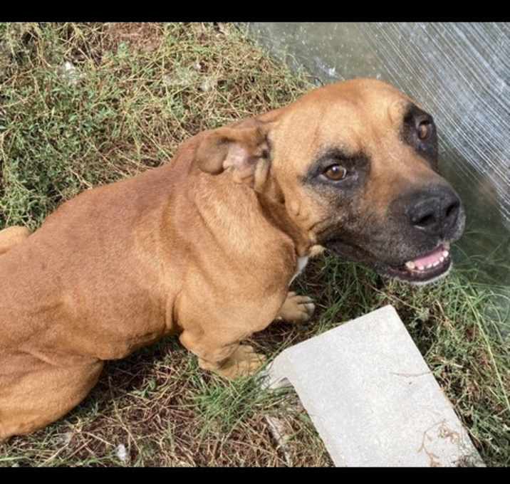 Photo of Scooby