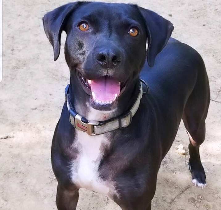 Photo of Auggie