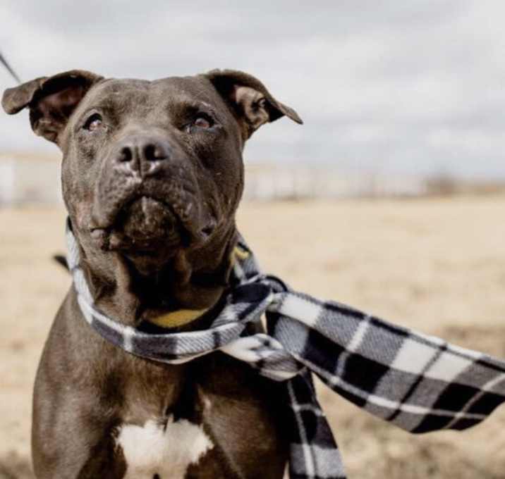 Photo of Rocky
