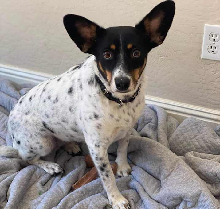 Photo of Phoenix