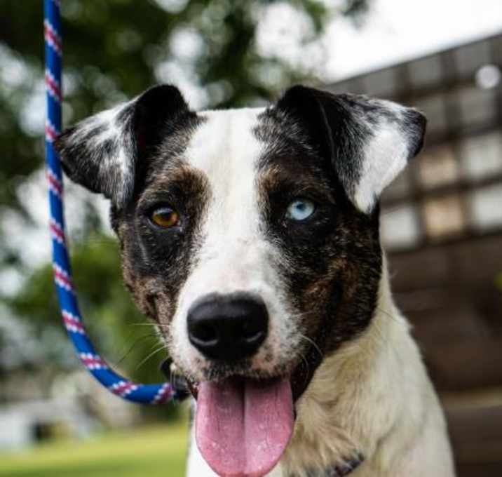 Photo of Willow