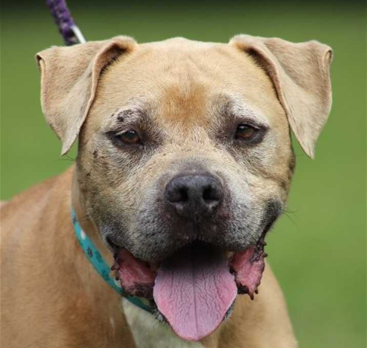Photo of Ludo - Fostered