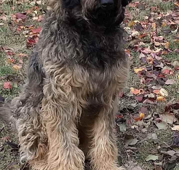 Photo of Scooby