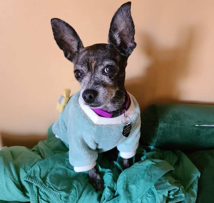 Photo of Delilah