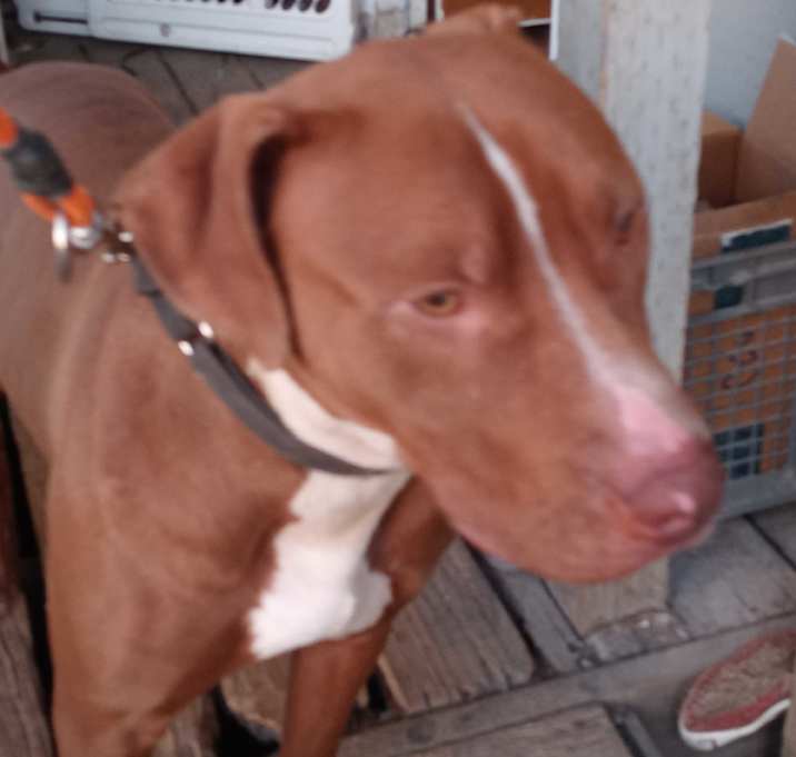 Photo of Marley