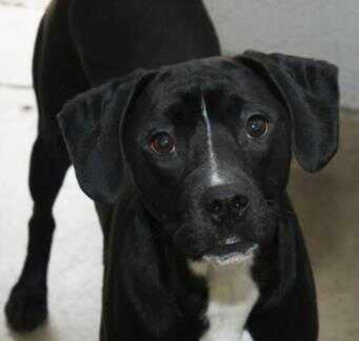 Photo of Diesel