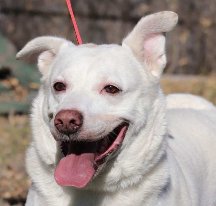 Photo of Shelby
