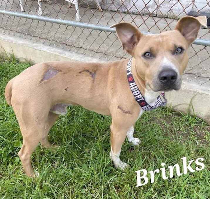 Photo of BRINKS