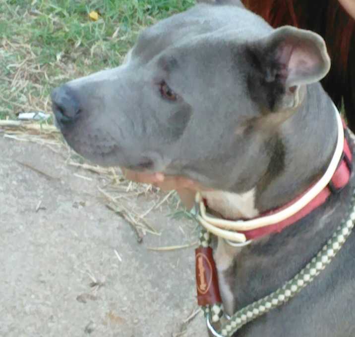 Photo of BlueBelle