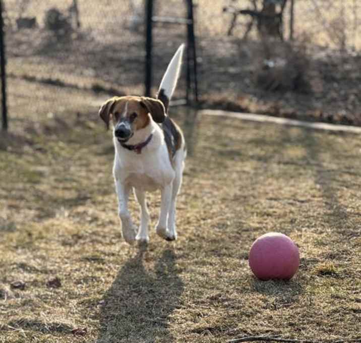 Photo of Duke