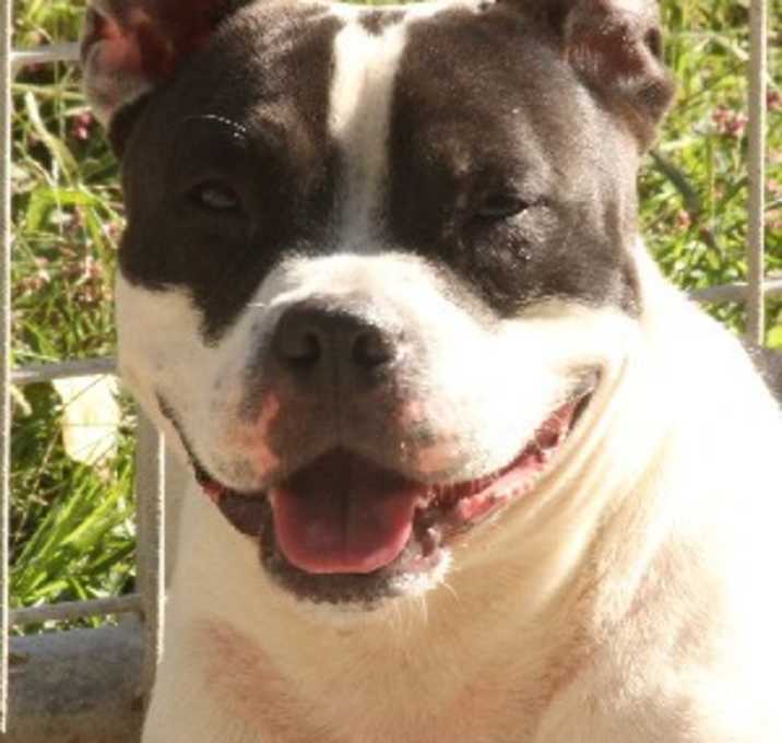 Photo of Champ