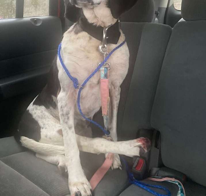 Photo of Sadie