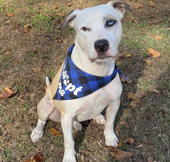 Photo of Deuce