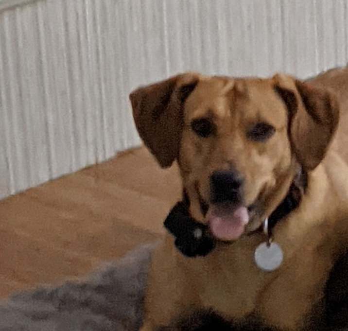 Photo of Ginger