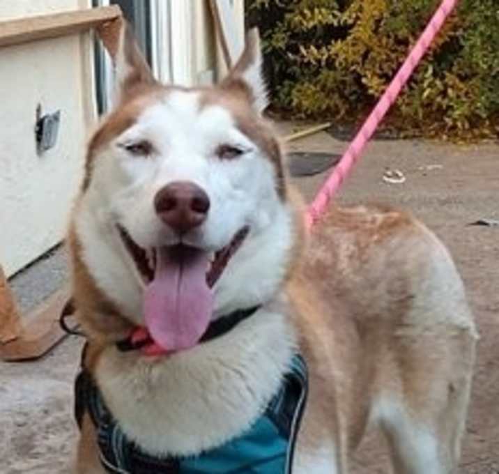 Photo of Neena D7481 (was Tootsie