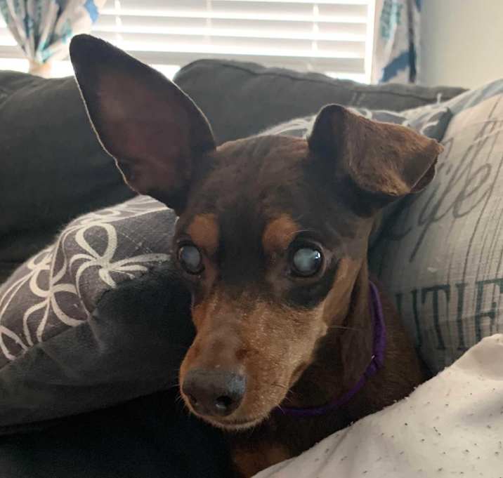 Photo of Maple