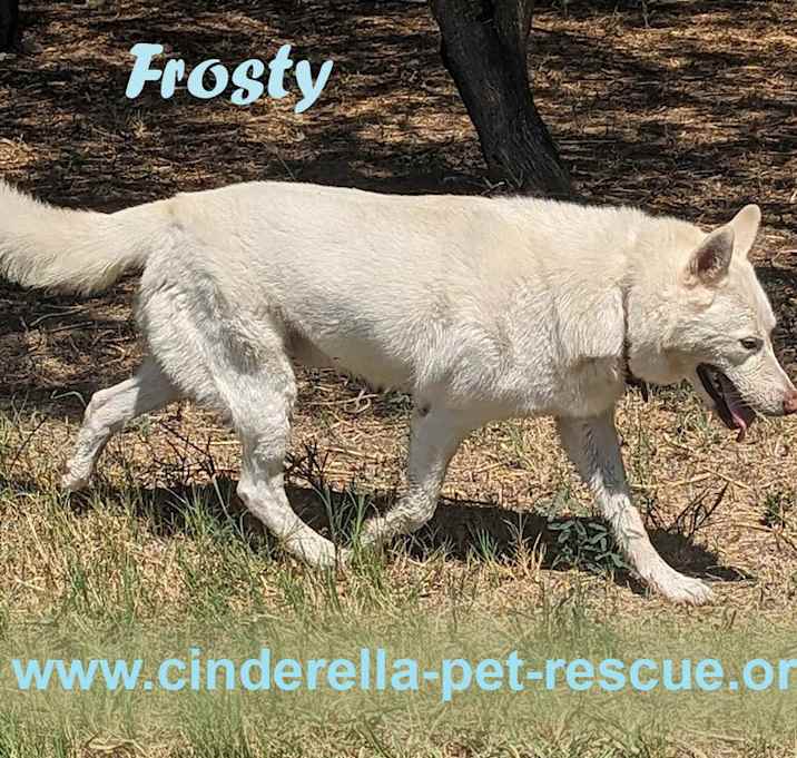 Photo of Frosty