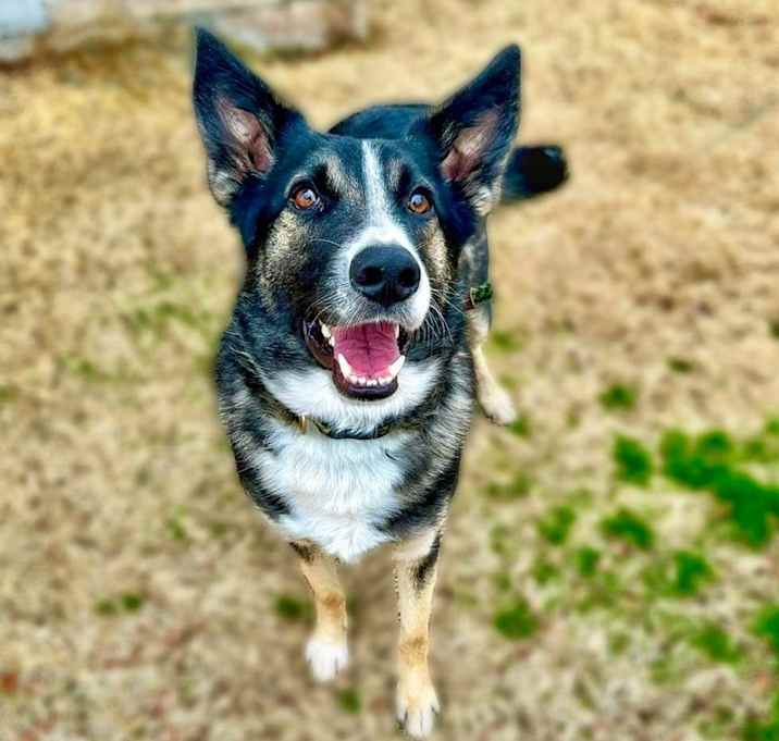 Photo of Henry