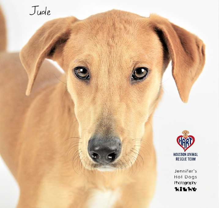 Photo of Jude