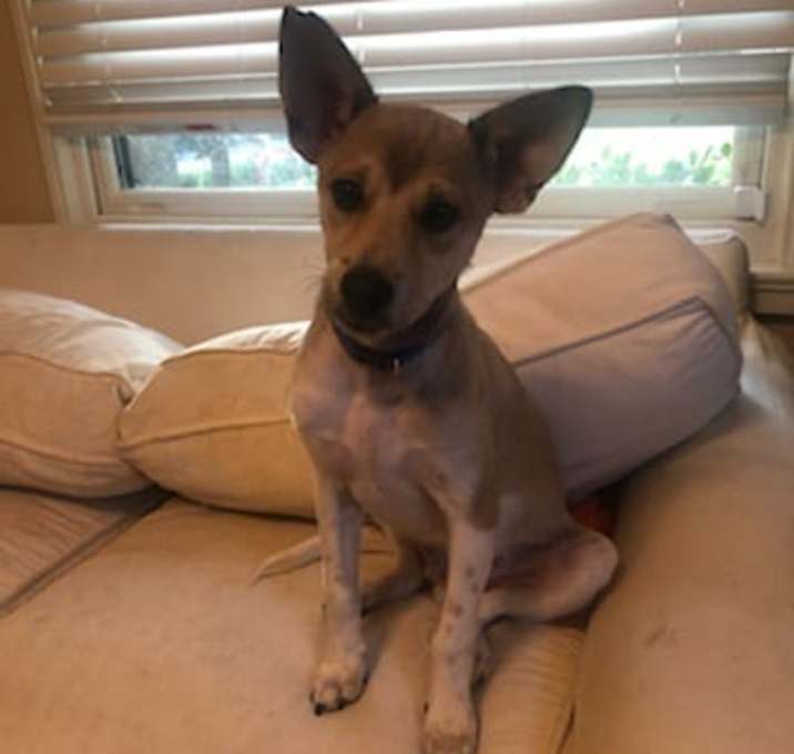 Photo of Cosmo