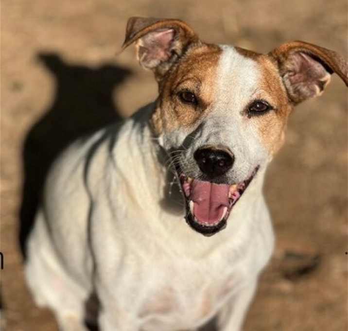Photo of Roxie/Phyllis*