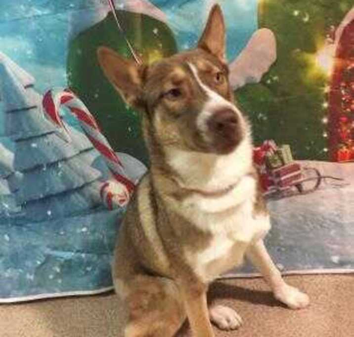 Photo of Odie-VIP