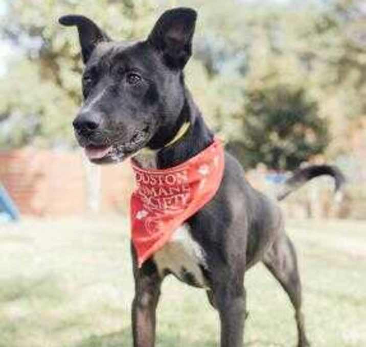 Photo of BO