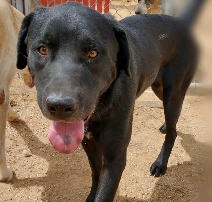 Photo of Blitzen- Stunning!  **