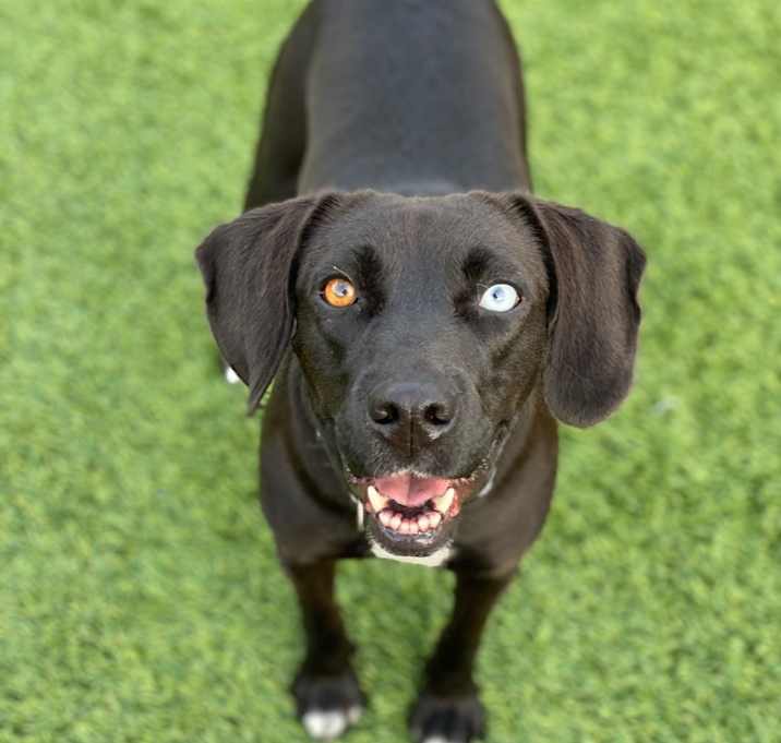 Photo of Asher / Opal