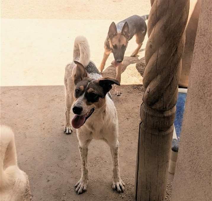Photo of GIDGET