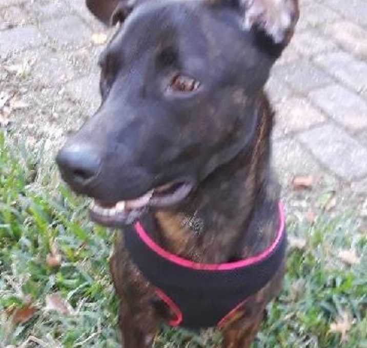 Photo of Tyson