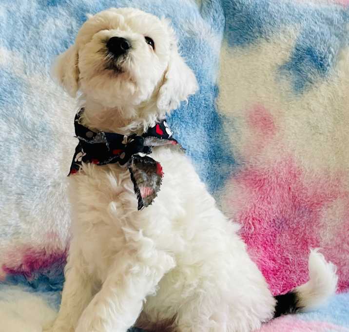 Photo of Spotty