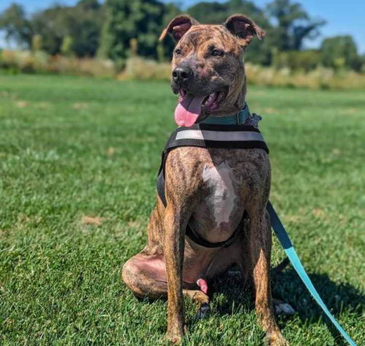 Photo of Bruno *foster needed*