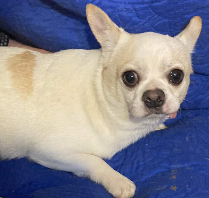Photo of Milo