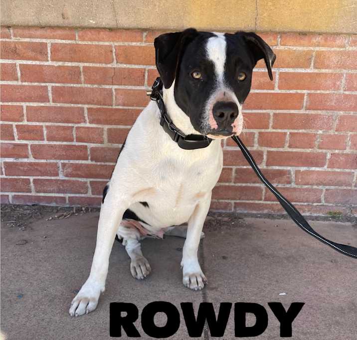Photo of Rowdy