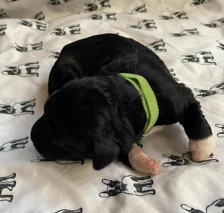 Photo of Green Boy