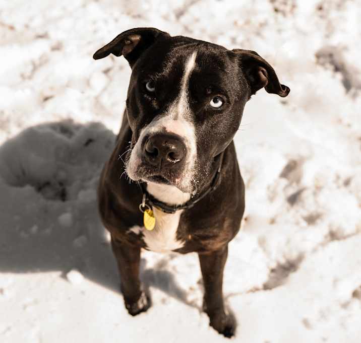 Photo of Rambo