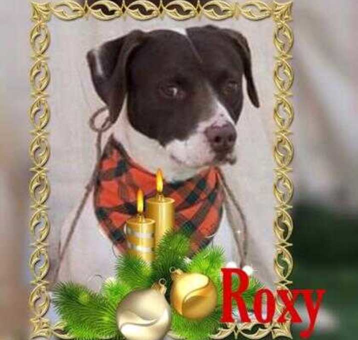 Photo of Roxy